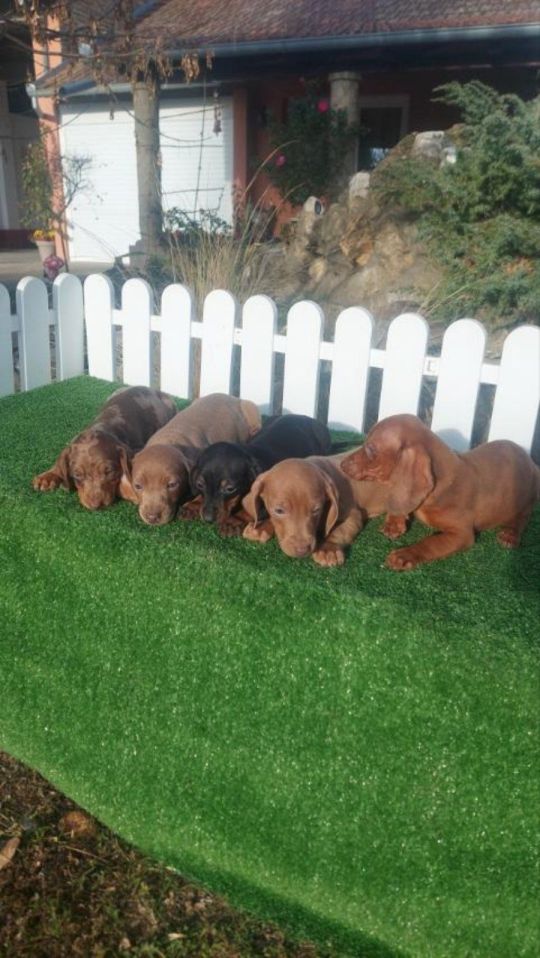 Dachshunds mini for sale