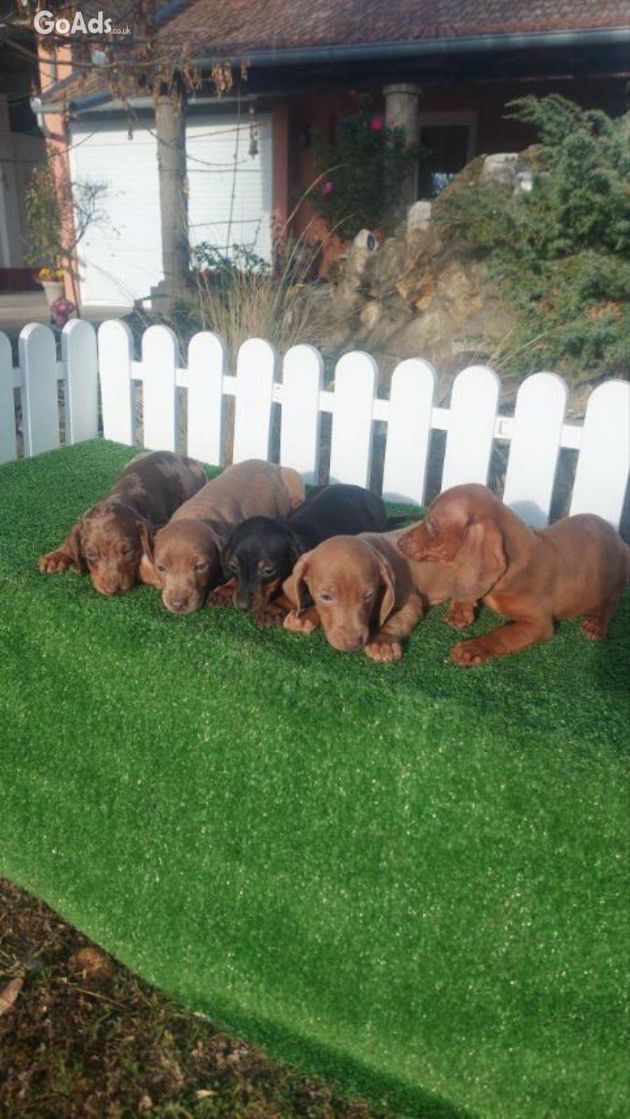 Dachshunds mini for sale