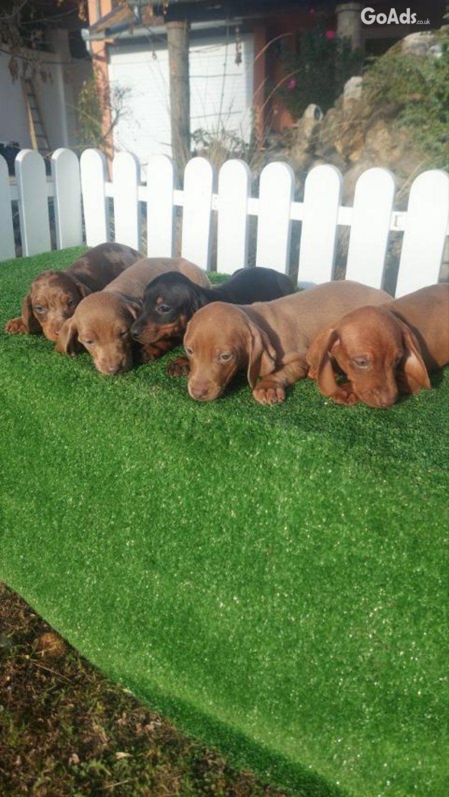 Dachshunds mini for sale