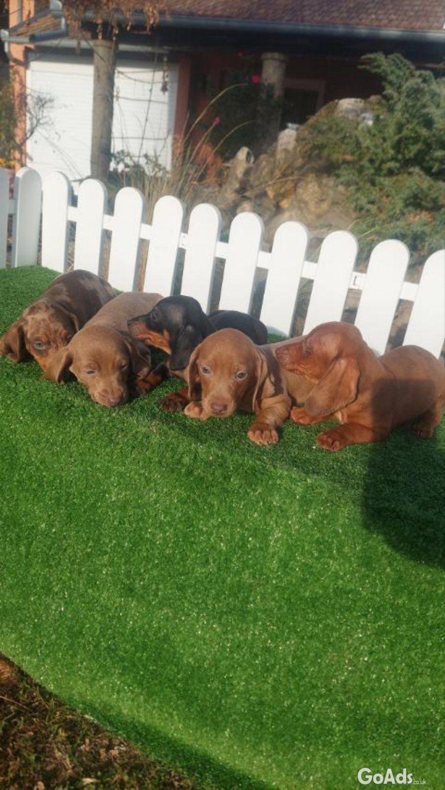 Dachshunds mini for sale