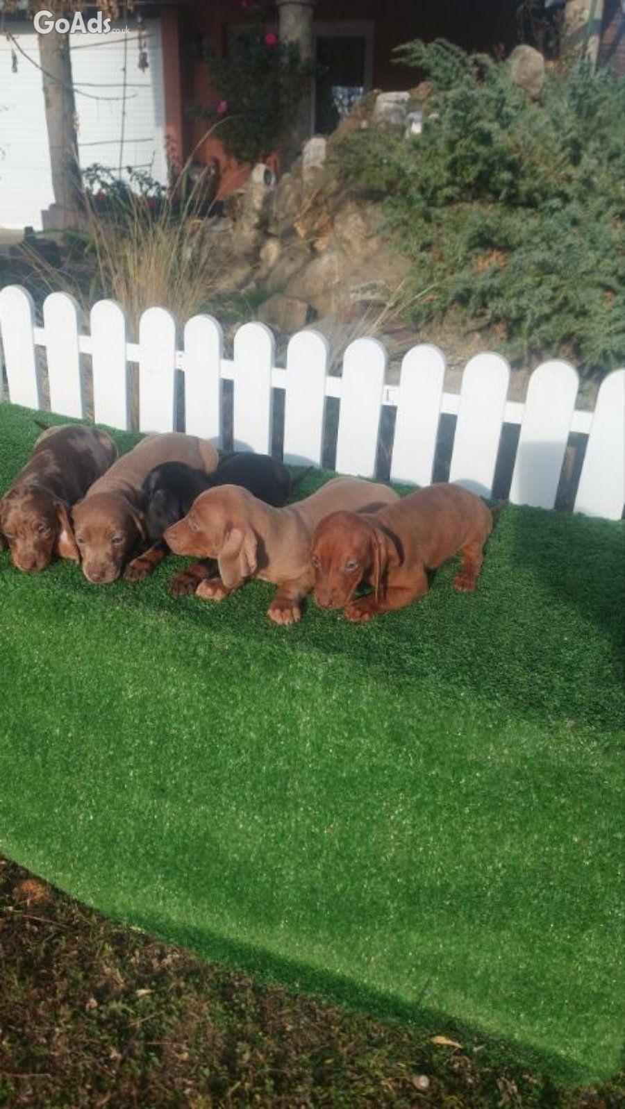Dachshunds mini for sale