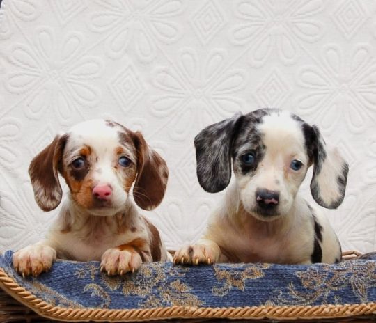Dachshunds pupies