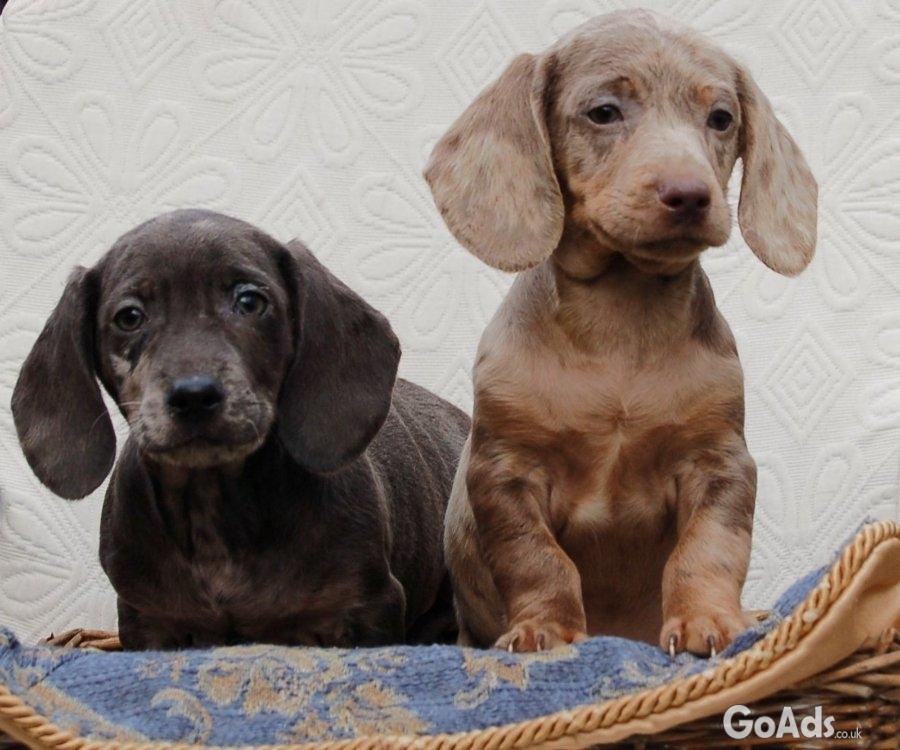 Dachshunds pupies