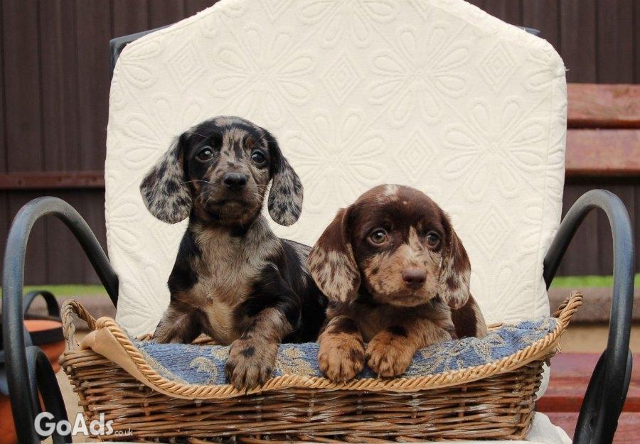 Dachshunds pupies