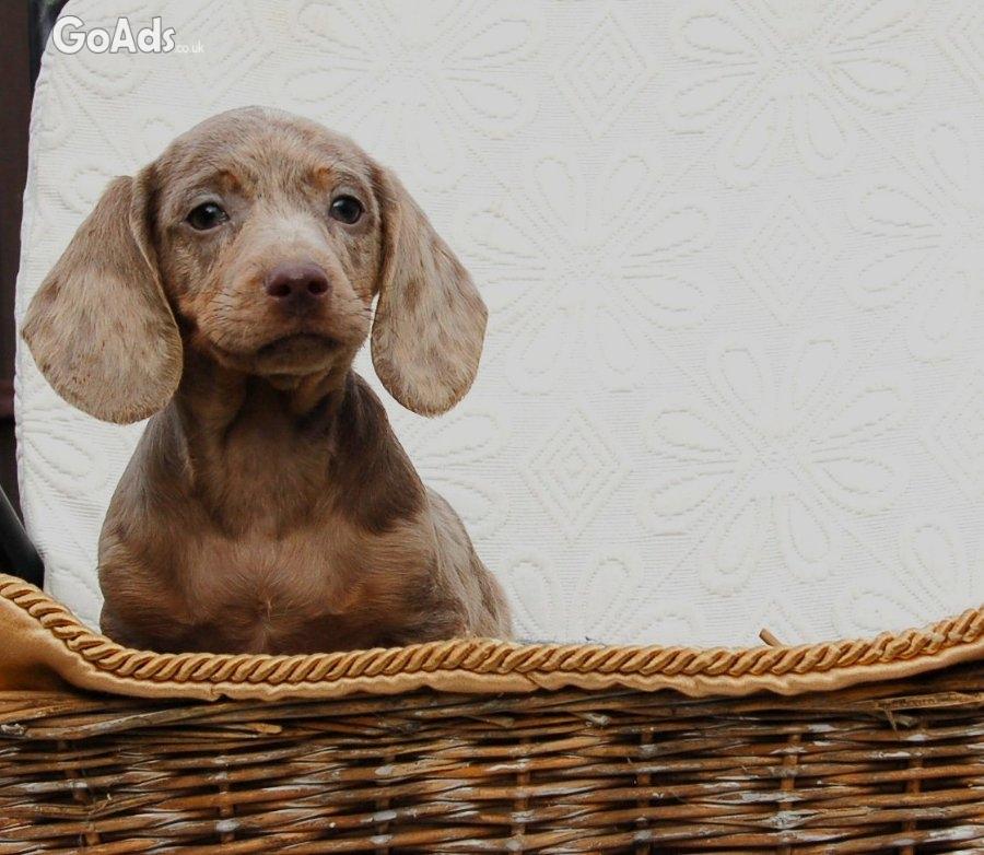Dachshunds pupies