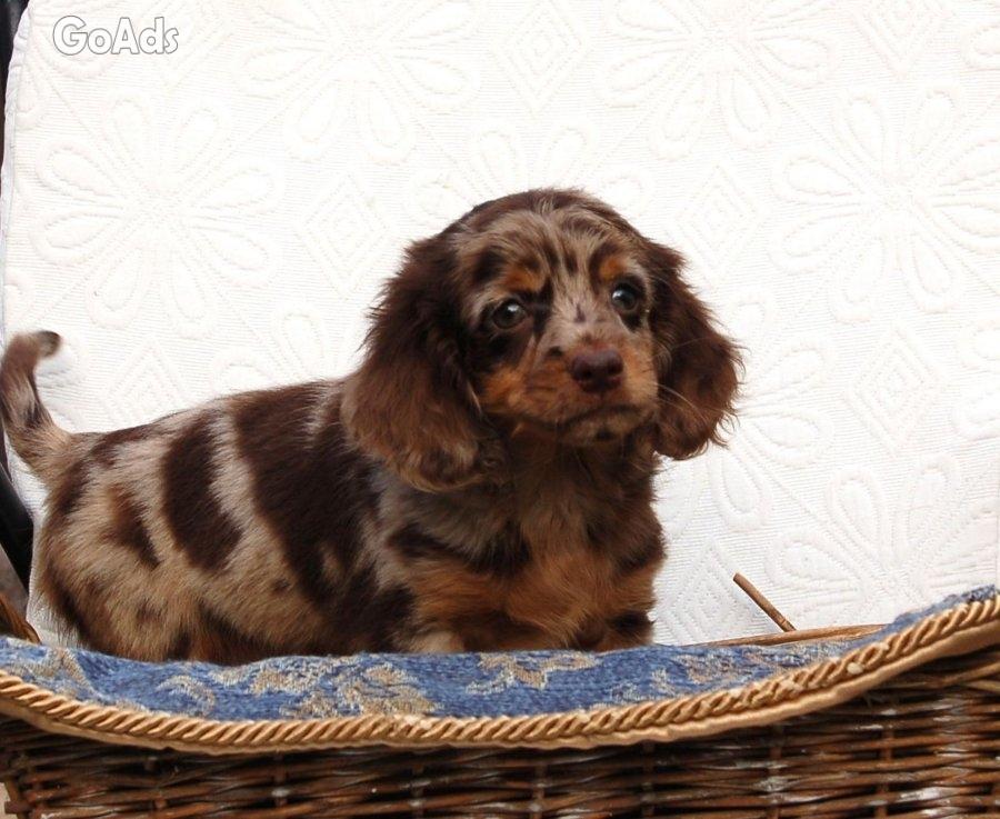 Dachshunds pupies