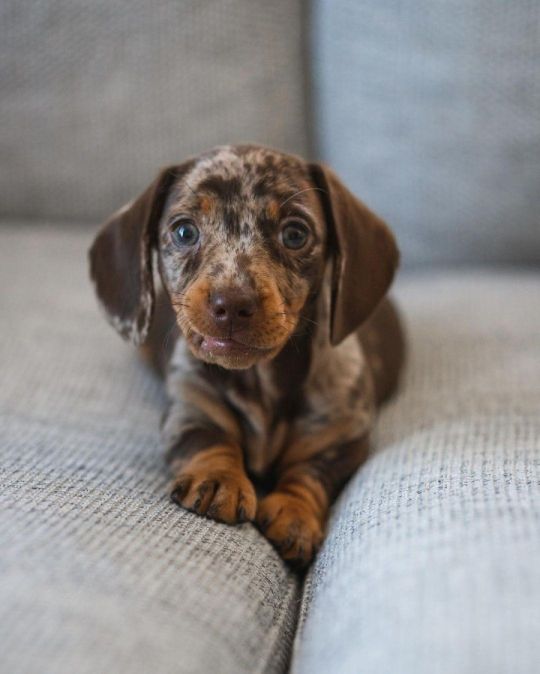 Dapple Mini- Dachshund Puppy Available