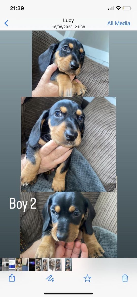 Dashound x spaniel ready in one week  fleed wormed a microchip pleasef
