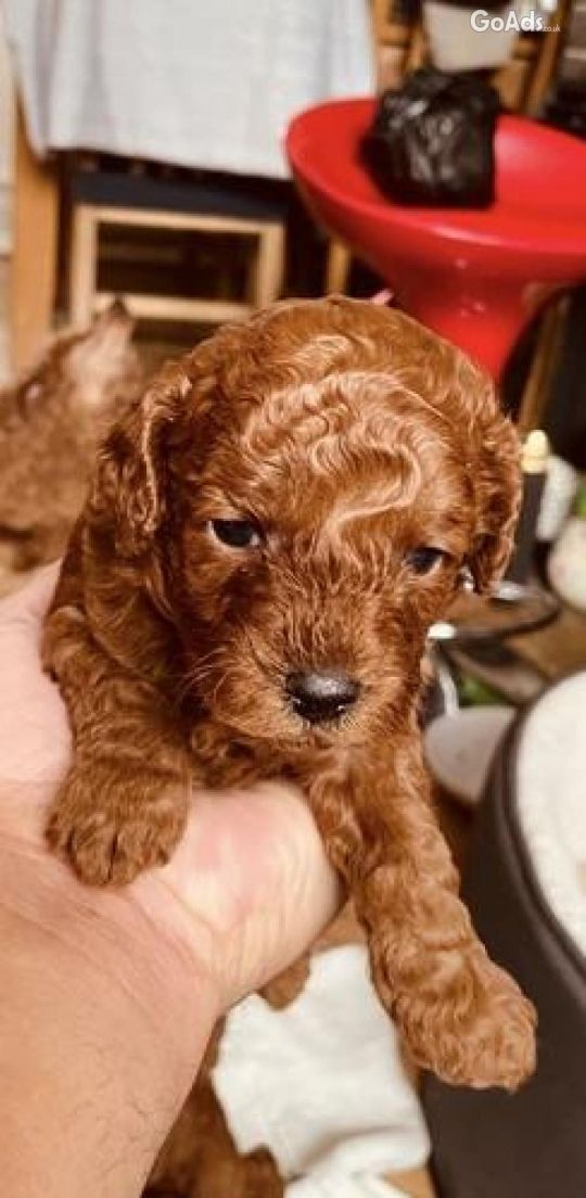 Deep red poodle toy KC