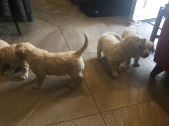 Delighted Golden Retriever puppies Available