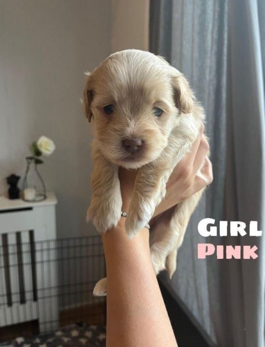Delightful litter of labradoodles prepared for their new homes