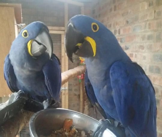 DNA Beautiful Hyacinth Macaw parrots (Home Raised)