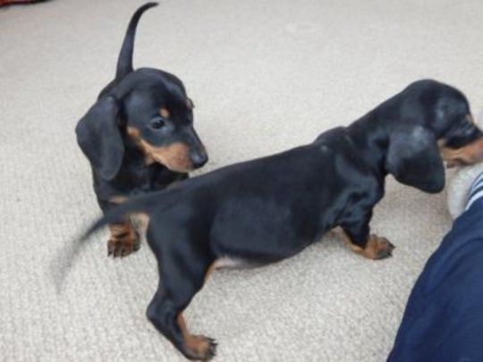 Doberman Pinscher puppies for sale