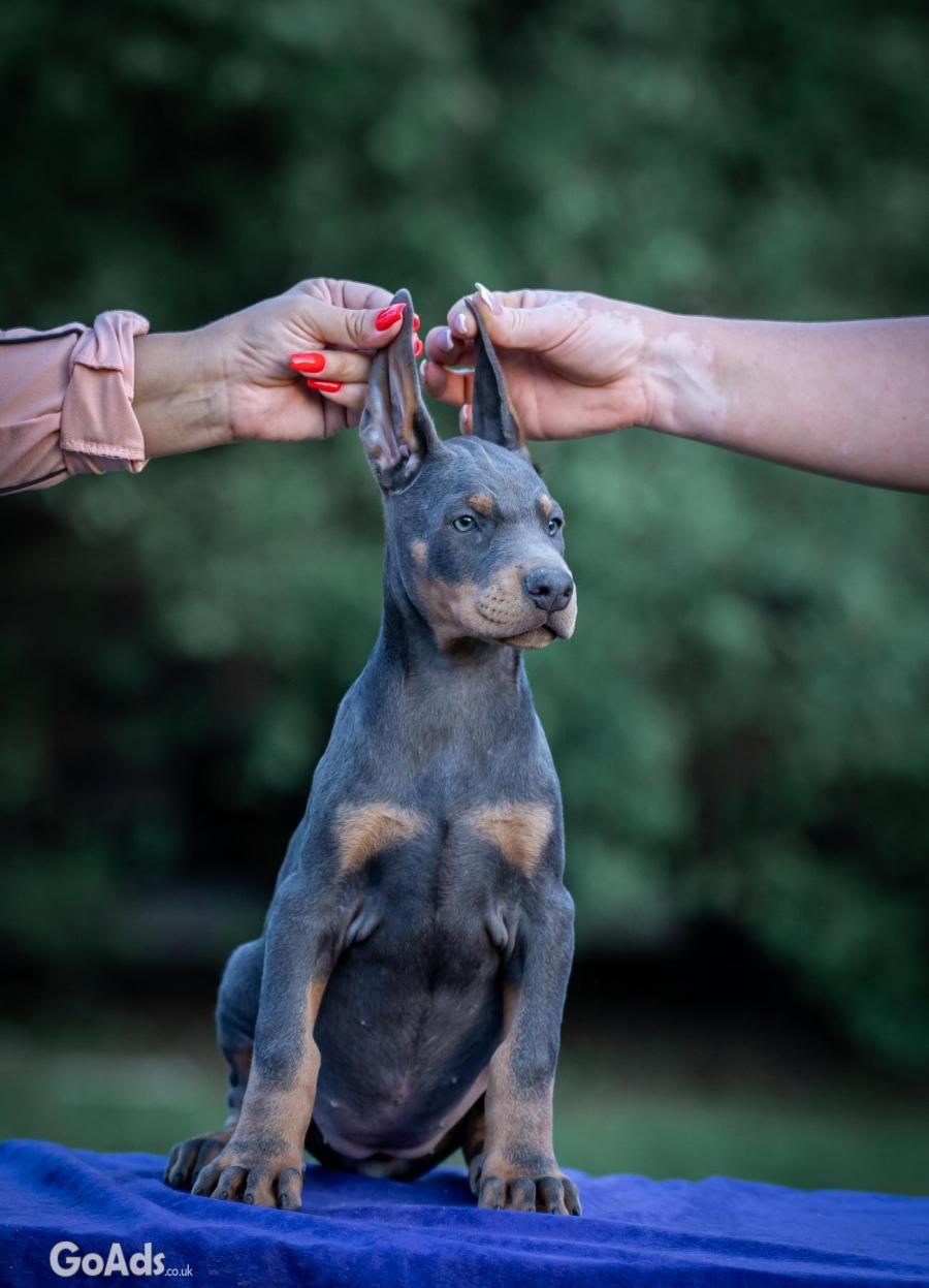 Doberman puppies