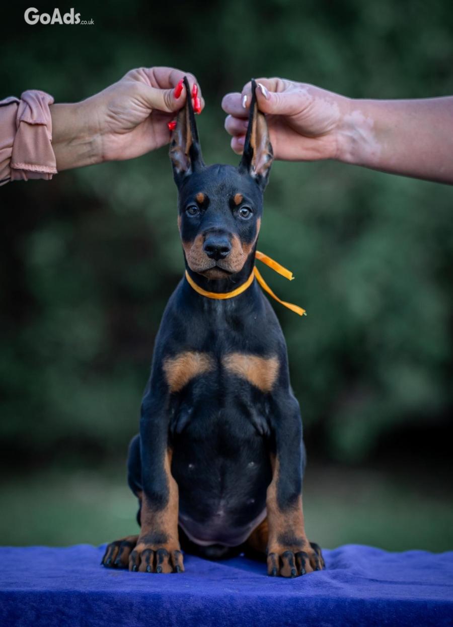 Doberman puppies