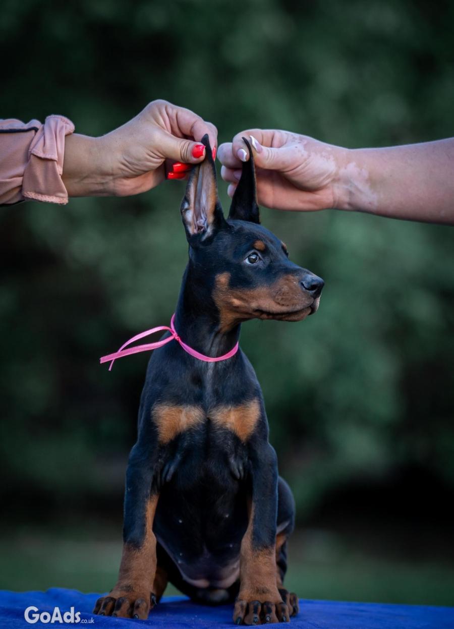 Doberman puppies