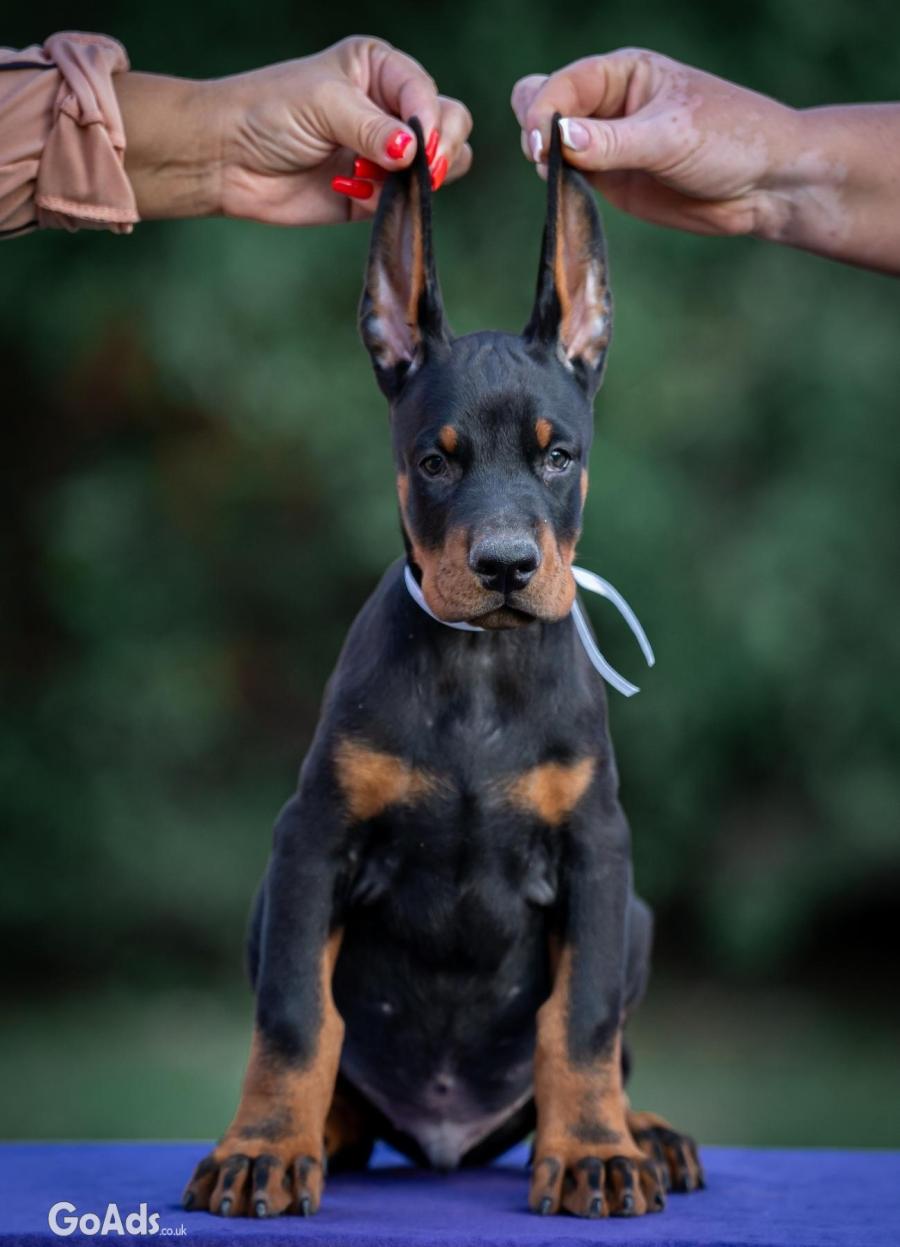 Doberman puppies