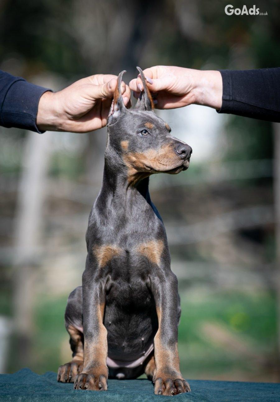 Doberman puppies