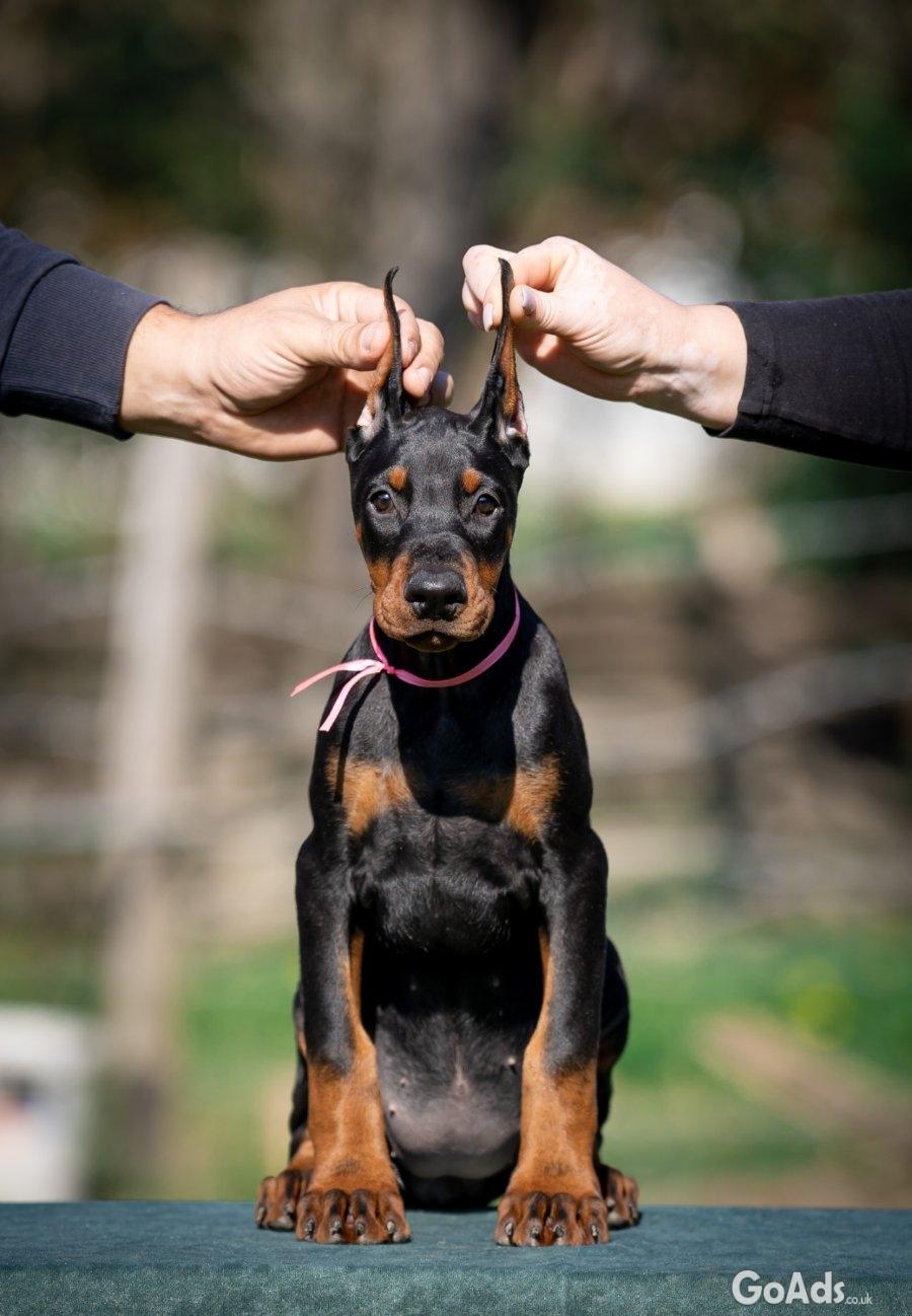 Doberman puppies
