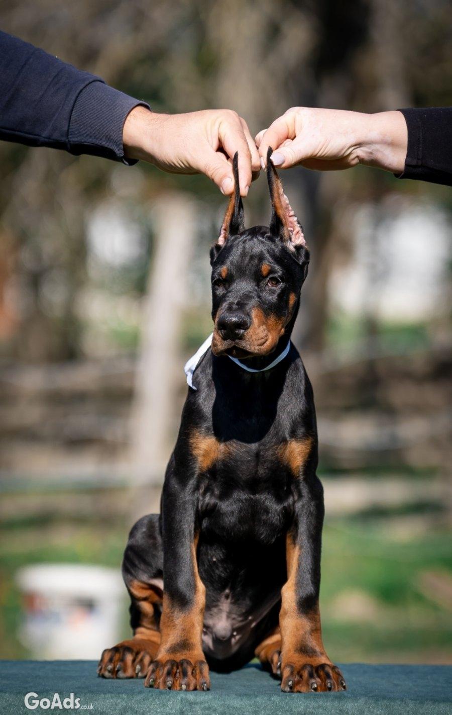 Doberman puppies