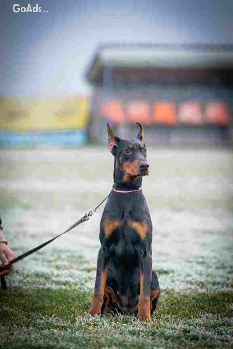 DOBERMAN PUPPY