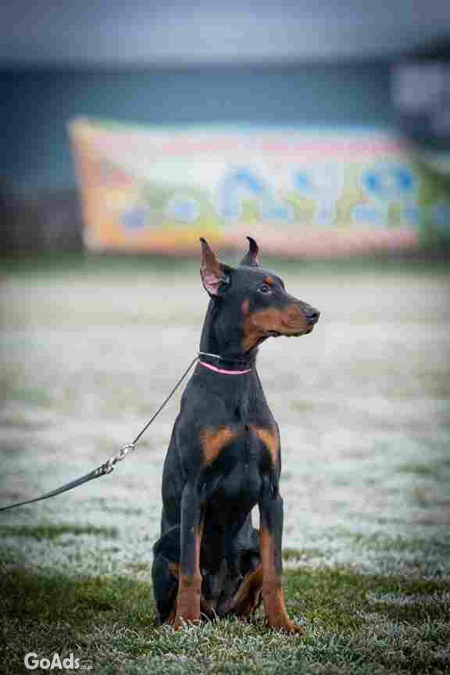 DOBERMAN PUPPY