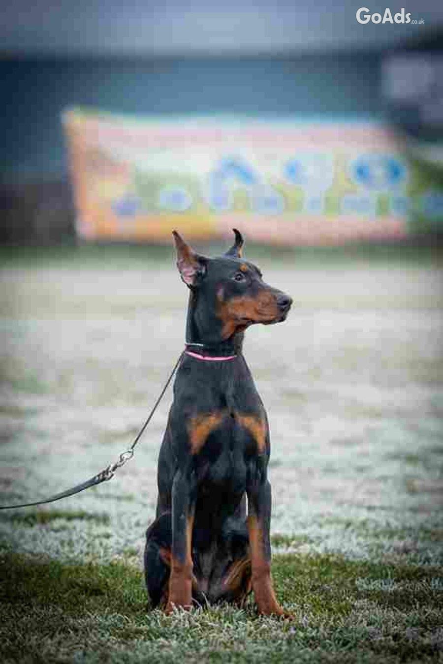 DOBERMAN PUPPY