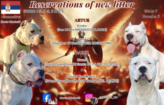 Dogo Argentino puppies for sale