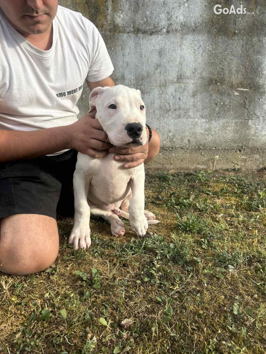 Dogo Argentino puppies