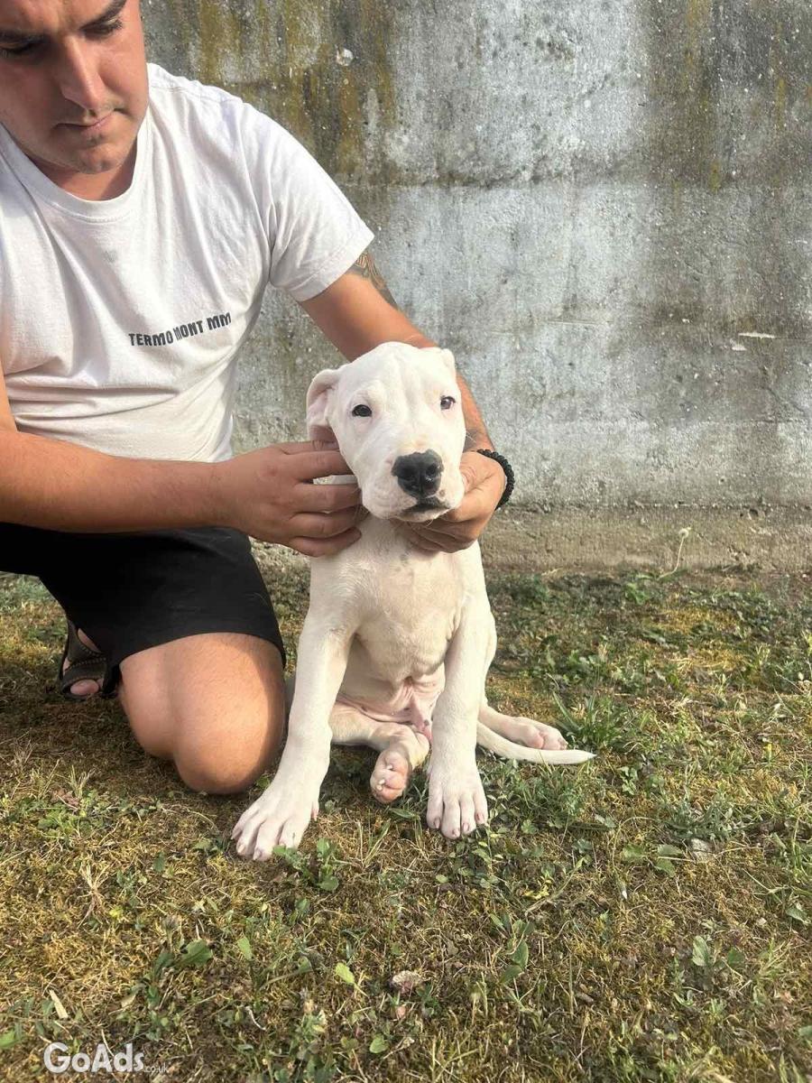 Dogo Argentino puppies