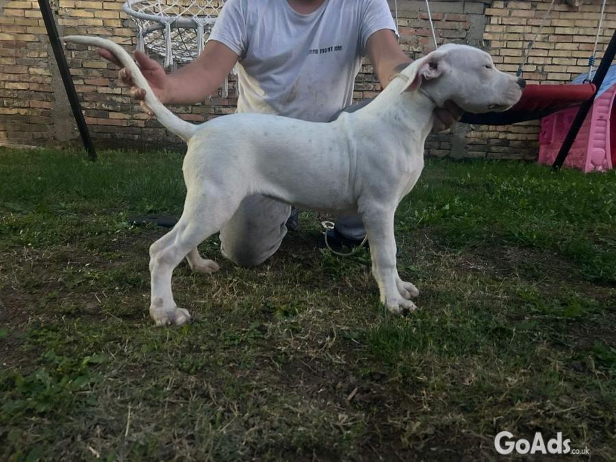 Dogo Argentino puppies