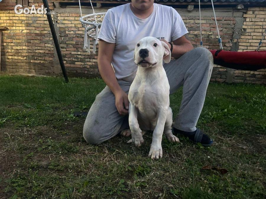 Dogo Argentino puppies