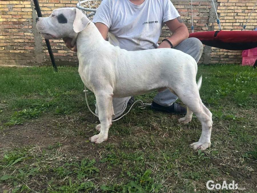 Dogo Argentino puppies