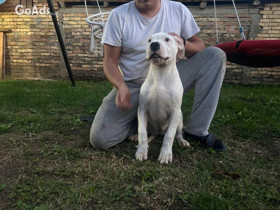 Dogo Argentino puppies
