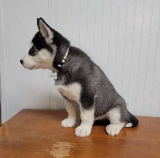 Durable Siberian Husky puppies Ready