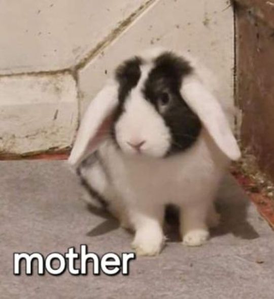 Dutch/ mini lop rabbit
