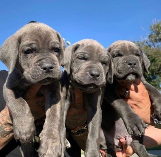 Energetic Cane Corso puppies.