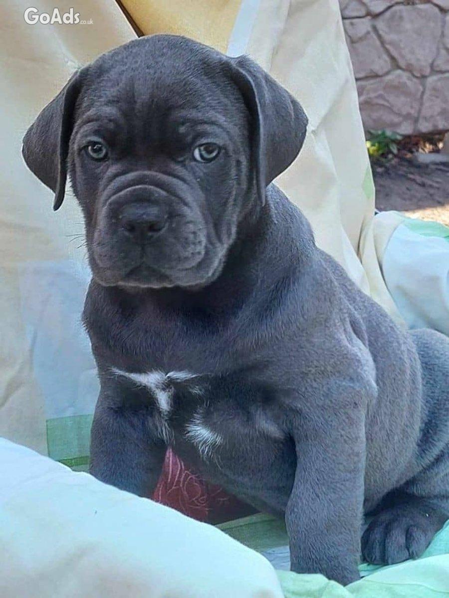 Energetic Cane Corso puppies.