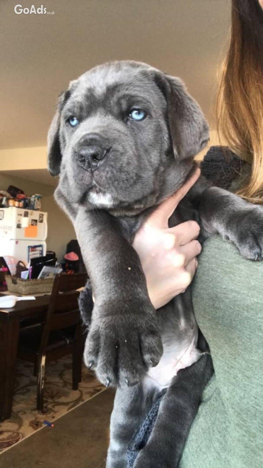 Energetic Cane Corso puppies.