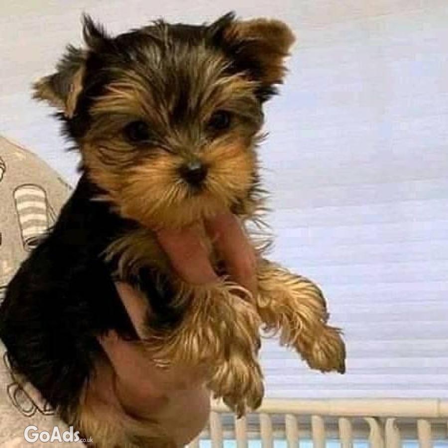 Energetic CKC Yorkshire terrier puppies now ready 