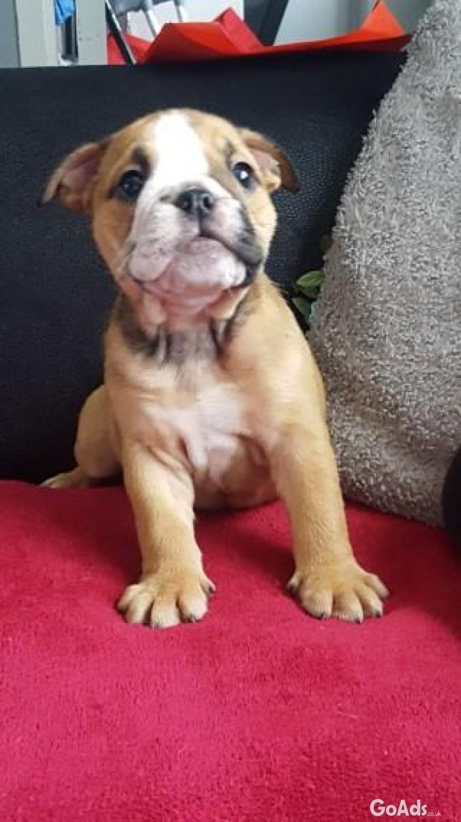 English bulldog puppies for adoption 