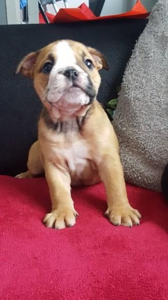 English bulldog puppies for adoption