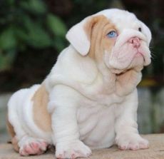 English Bulldog puppies