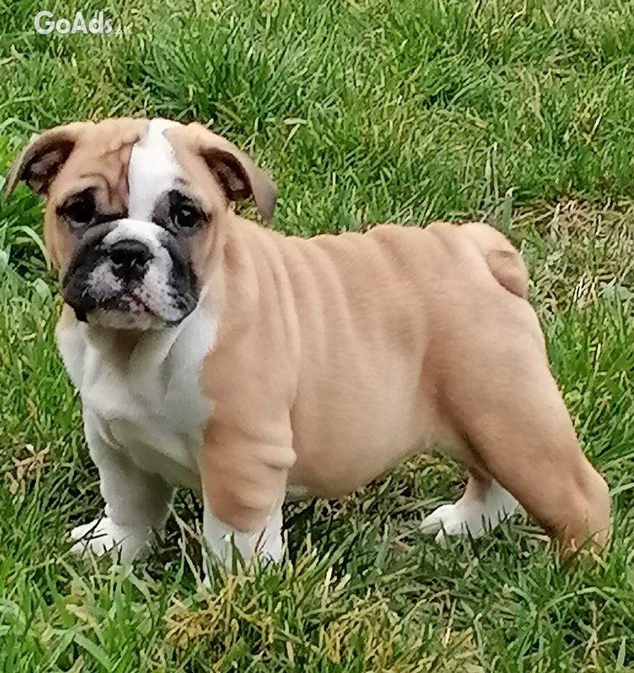 English bulldog puppies