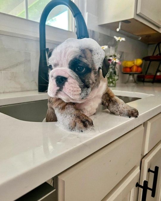 English bulldogs