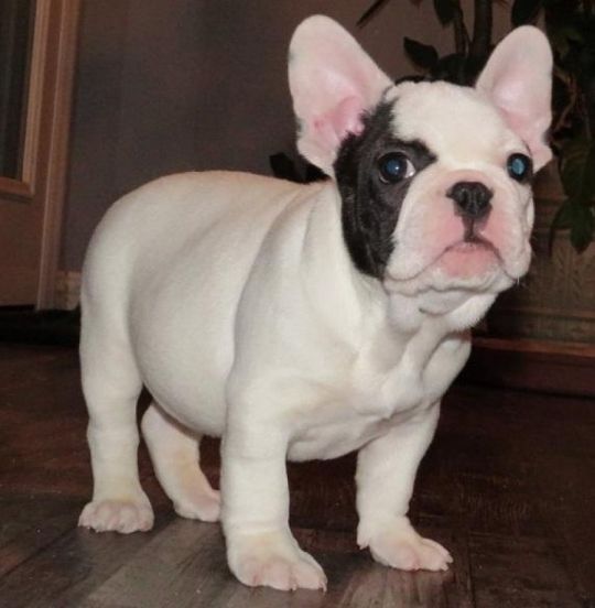 Excellent French Bulldog