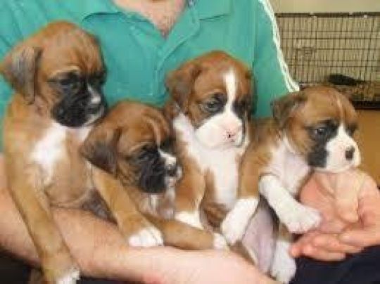 Excellent male and female boxer