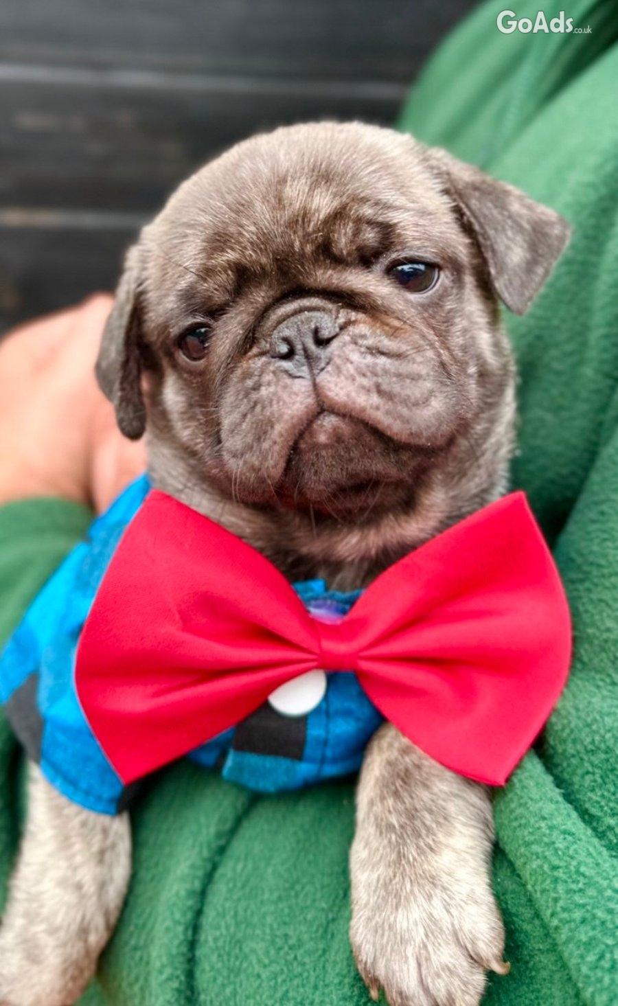Exclusive Pug Puppies