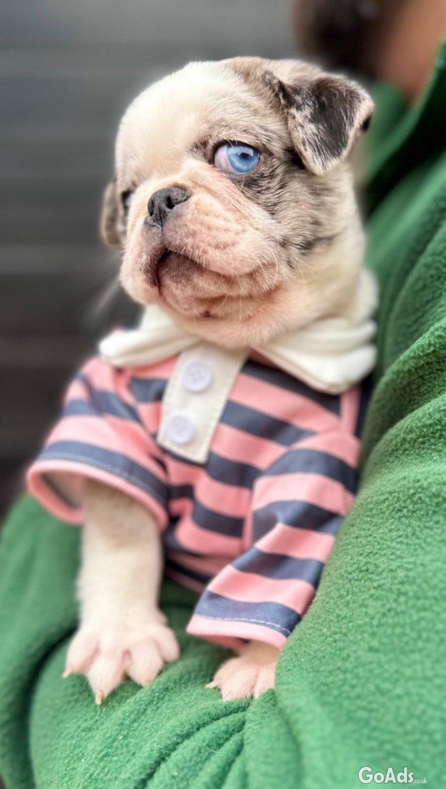 Exclusive Pug Puppies
