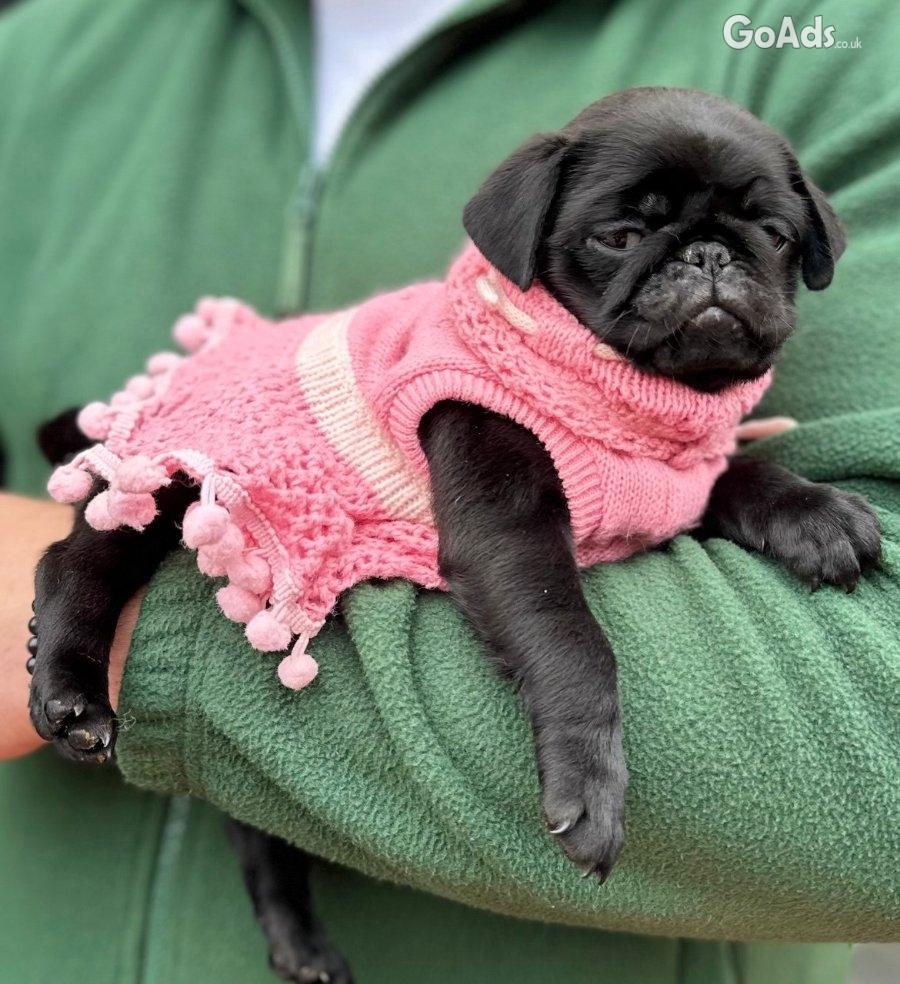 Exclusive Pug Puppies